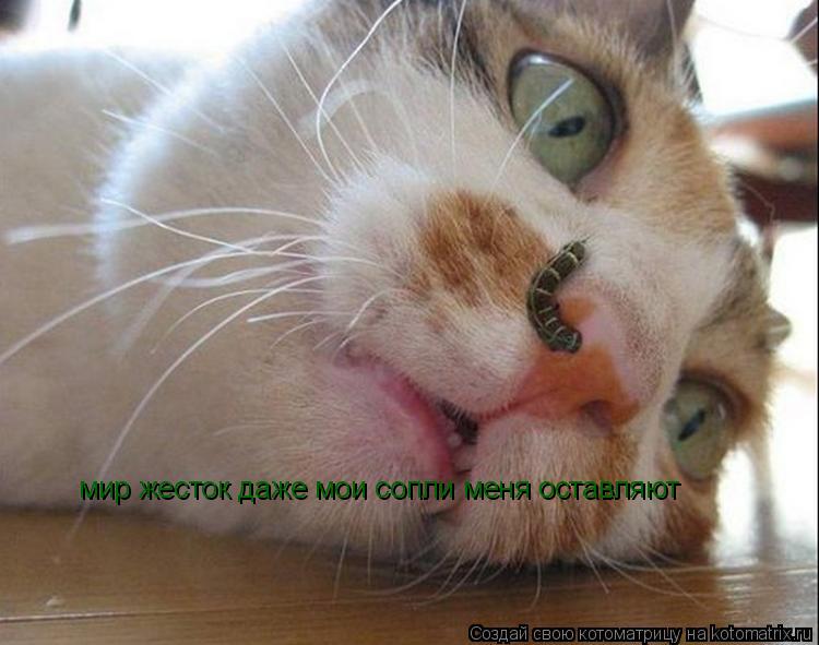 Котоматрица: мир жесток даже мои сопли меня оставляют