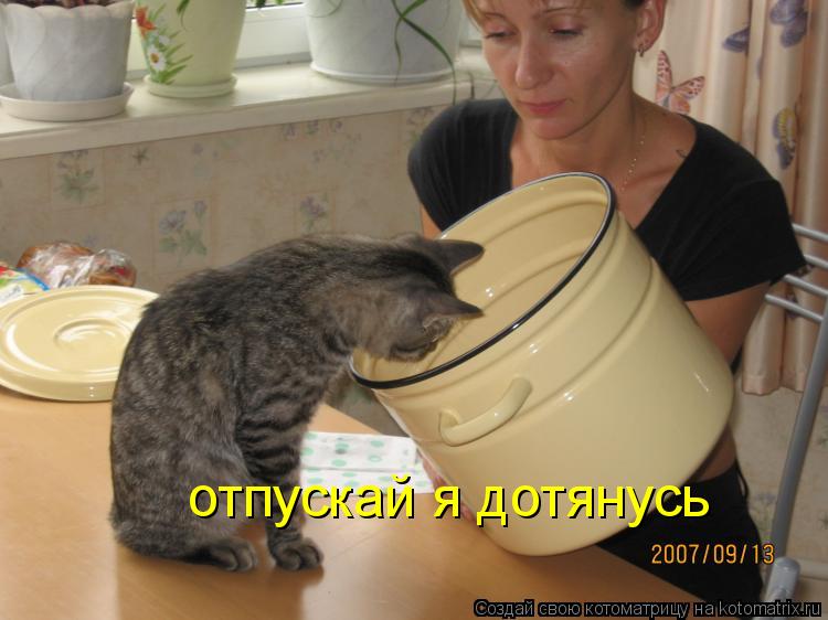 Котоматрица: отпускай я дотянусь