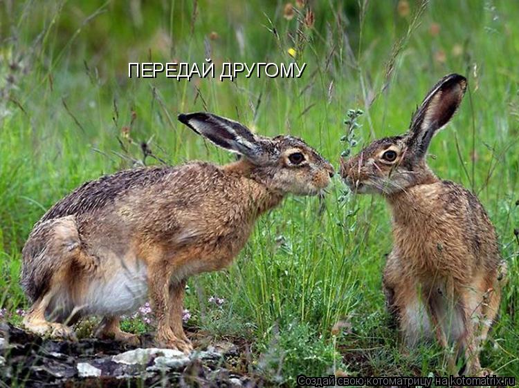 ПЕРЕДАЙ ДРУГОМУ... Котоматрица: ПЕРЕДАЙ ДРУГОМУ