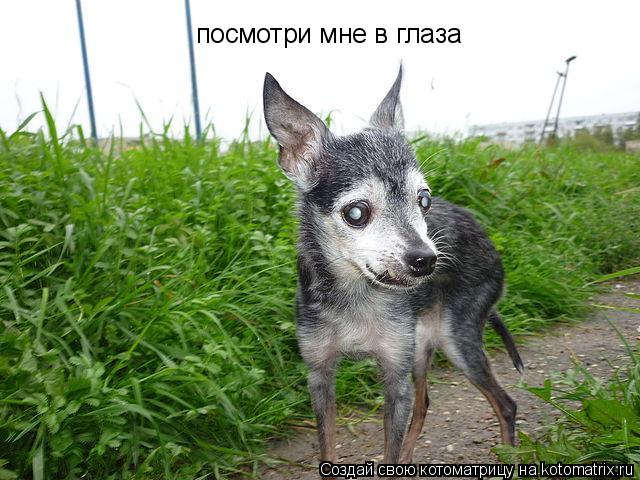 посмотри мне в глаза... Котоматрица: посмотри мне в глаза