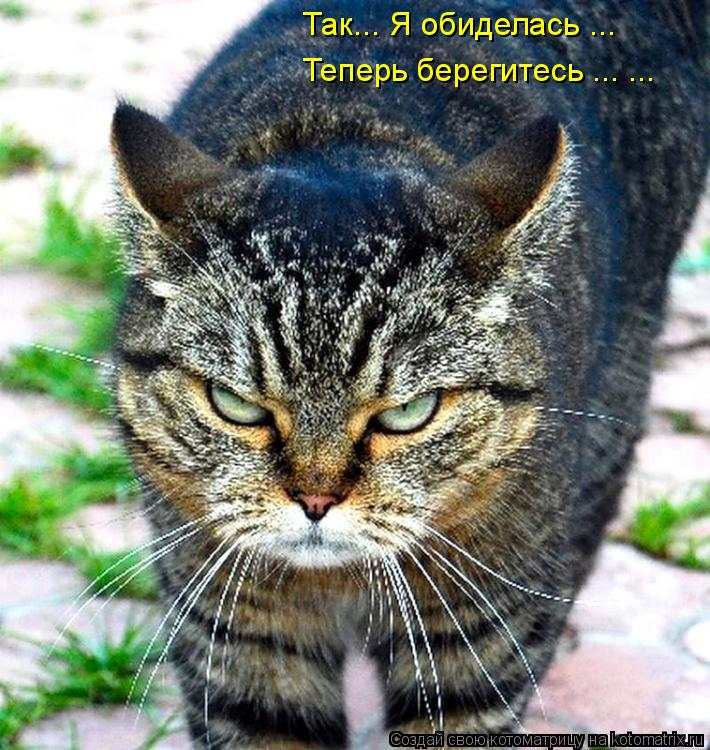 Так... Я обиделась ... Теперь берегитесь ... ...... Котоматрица: Так... Я обиделась ... Теперь берегитесь ... ...