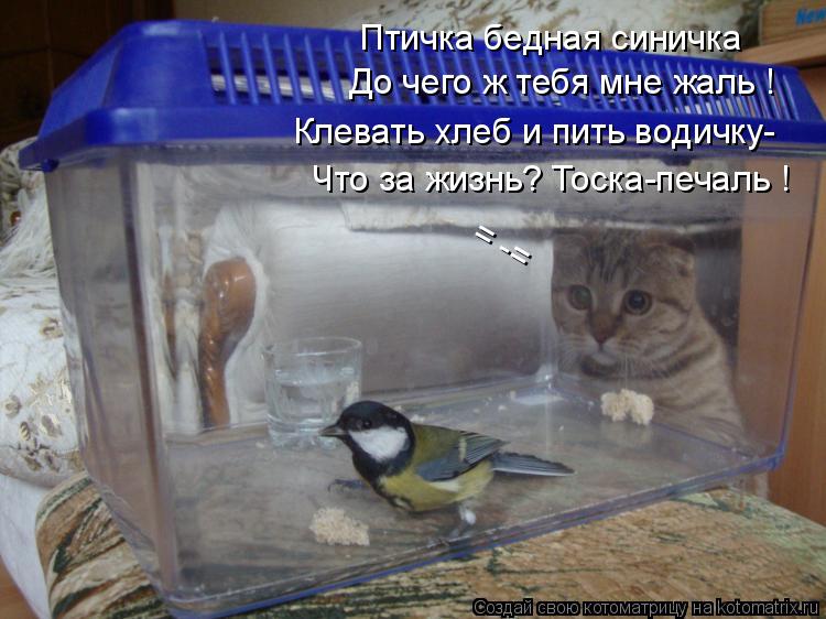Птичка бедная синичка До чего ж тебя мне жаль ! Клевать хлеб и пить водичку- Что за жизнь? Тоска-печа... Котоматрица: Птичка бедная синичка До чего ж тебя мне жаль ! Клевать хлеб и пить водичку- Что за жизнь? Тоска-печаль ! = -=