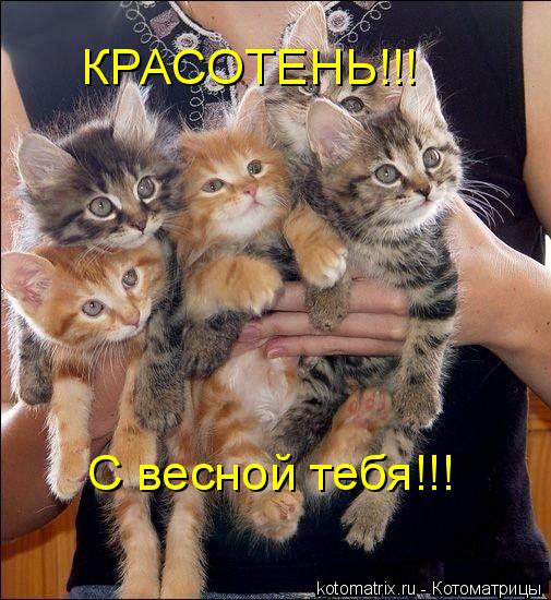 КРАСОТЕНЬ!!! С весной тебя!!!... Котоматрица: КРАСОТЕНЬ!!! С весной тебя!!!