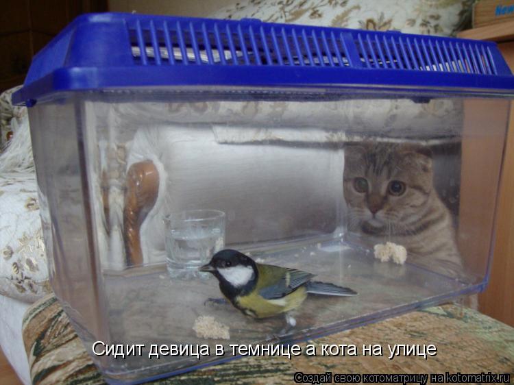 Сидит девица в темнице а кота на улице... Котоматрица: Сидит девица в темнице а кота на улице
