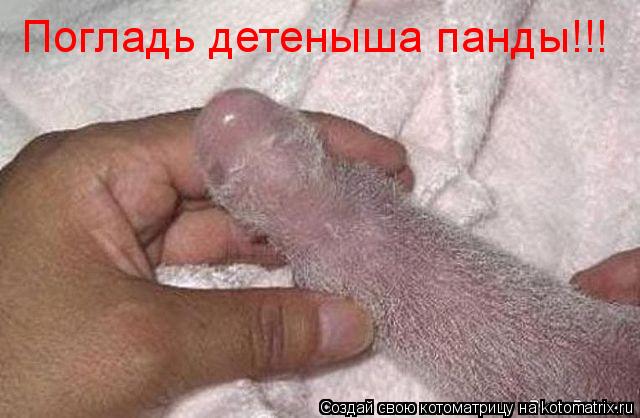 Котоматрица: Погладь детеныша панды!!!