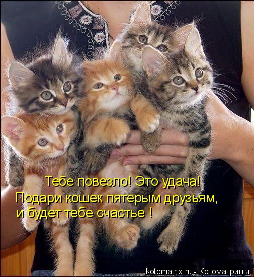 Котоматрица: Тебе повезло! Это удача! Подари кошек пятерым друзьям, и будет тебе счастье !