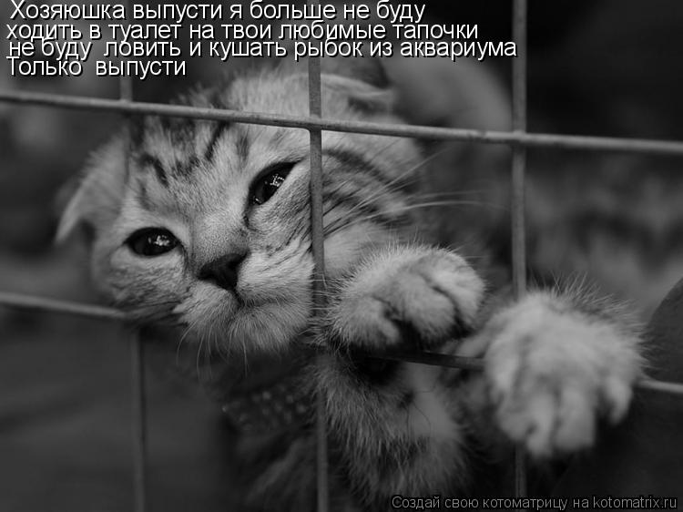 Котоматрица: Хозяюшка выпусти я больше не буду ходить в туалет на твои любимые тапочки не буду  ловить и кушать рыбок из аквариума Только  выпусти