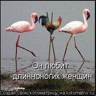 Котоматрица: Он любит  длинноногих женщин