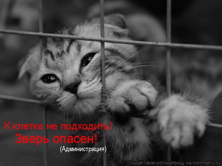 Котоматрица: К клетке не подходить!  Зверь опасен! (Администрация)