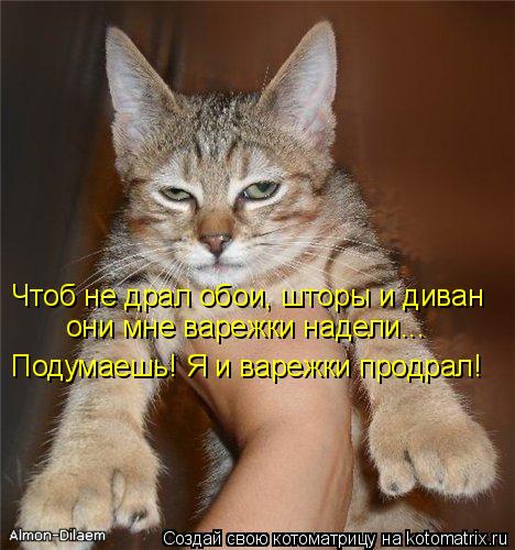Котоматрица: Чтоб не драл обои, шторы и диван они мне варежки надели... Подумаешь! Я и варежки продрал!