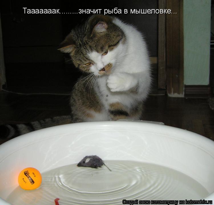 Тааааааак.........значит рыба в мышеловке...... Котоматрица: Тааааааак.........значит рыба в мышеловке...