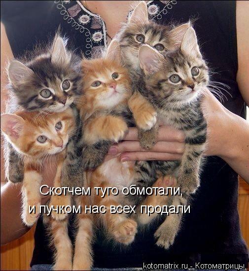 Скотчем туго обмотали, и пучком нас всех продали... Котоматрица: Скотчем туго обмотали, и пучком нас всех продали