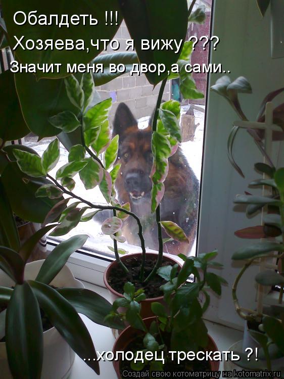 Обалдеть !!! Хозяева,что я вижу ??? Значит меня во двор,а сами.. ...холодец трескать ?!... Котоматрица: Обалдеть !!! Хозяева,что я вижу ??? Значит меня во двор,а сами.. ...холодец трескать ?!
