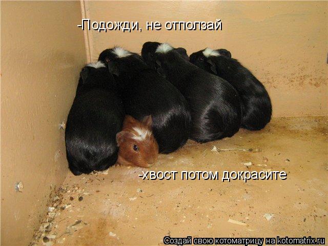 Котоматрица: -Подожди, не отползай -хвост потом докрасите