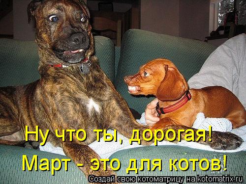 Ну что ты, дорогая! Март - это для котов!... Котоматрица: Ну что ты, дорогая! Март - это для котов!