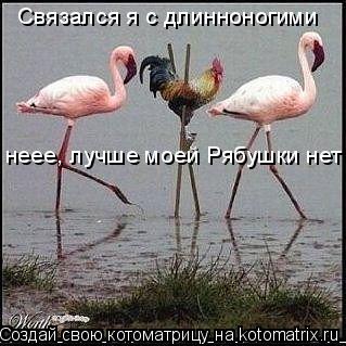 Котоматрица: Связался я с длинноногими неее, лучше моей Рябушки нет