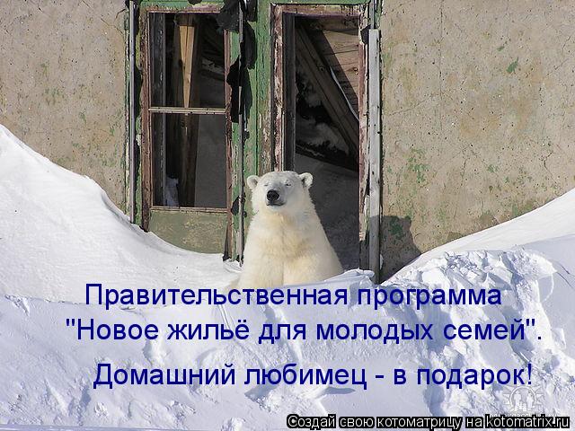 Котоматрица: Правительственная программа  "Новое жильё для молодых семей".  Домашний любимец - в подарок!