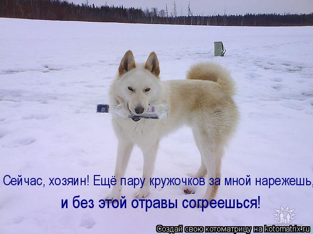 Котоматрица: Сейчас, хозяин! Ещё пару кружочков за мной нарежешь,  и без этой отравы согреешься!