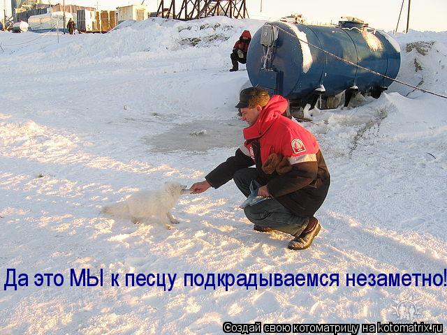Котоматрица: Да это МЫ к песцу подкрадываемся незаметно!