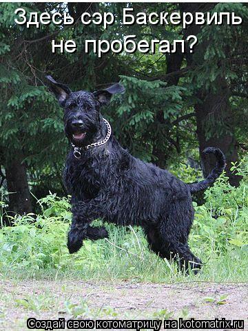 Котоматрица: Здесь сэр Баскервиль  не пробегал?