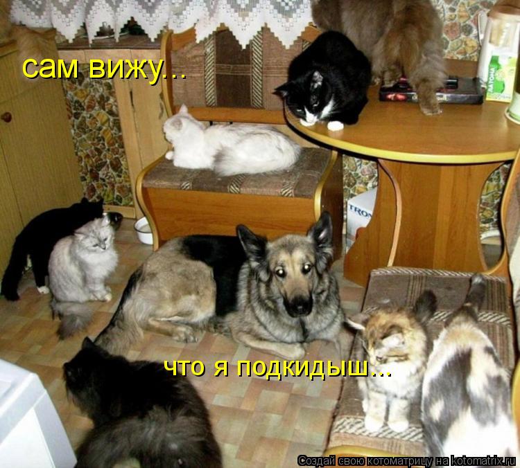 Котоматрица: что я подкидыш... сам вижу...