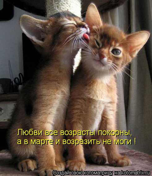 Котоматрица: Любви все возрасты покорны, а в марте и возразить не моги !