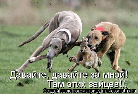 Котоматрица: Давайте, давайте за мной!  Там этих зайцев!..