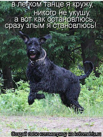 Котоматрица: в легком танце я кружу, никого не укушу. а вот как остановлюсь, сразу злым я становлюсь!