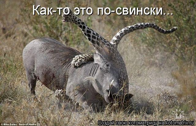 Котоматрица: Как-то это по-свински...