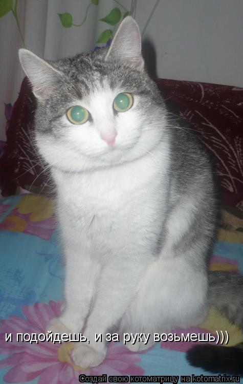 Котоматрица: и подойдешь, и за руку возьмешь)))