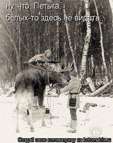 Котоматрица: ну, что, Петька, белых-то здесь не видать...