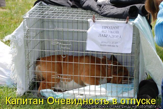 Котоматрица: Капитан Очевидность в отпуске