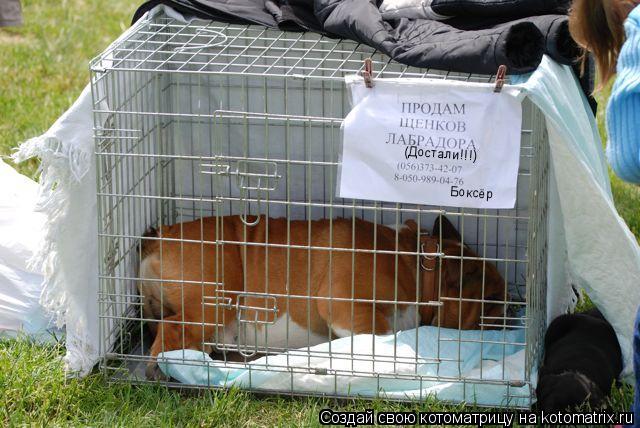 Котоматрица: (Достали!!!) Боксёр