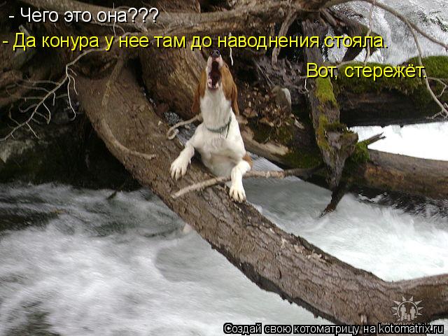 Котоматрица: - Чего это она??? - Да конура у нее там до наводнения стояла.  Вот, стережёт.