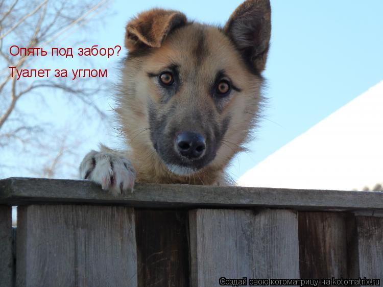 Котоматрица: Опять под забор? Туалет за углом