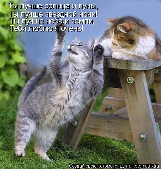 Котоматрица: Ты лучше солнца и луны, Ты лучше звездной ночи! Ты лучше неба и земли, Тебя люблю я очень!