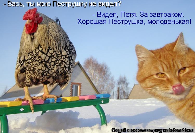 Котоматрица: - Вась, ты мою Пеструшку не видел?  - Видел, Петя. За завтраком. Хорошая Пеструшка, молоденькая!
