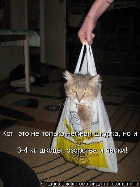 Кот -это не только нежная шкурка, но и 3-4 кг. шкоды, озорства и ласки!... Котоматрица: Кот -это не только нежная шкурка, но и 3-4 кг. шкоды, озорства и ласки!