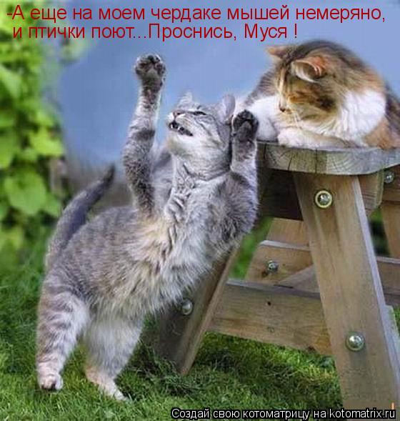 Котоматрица: -А еще на моем чердаке мышей немеряно, и птички поют...Проснись, Муся !