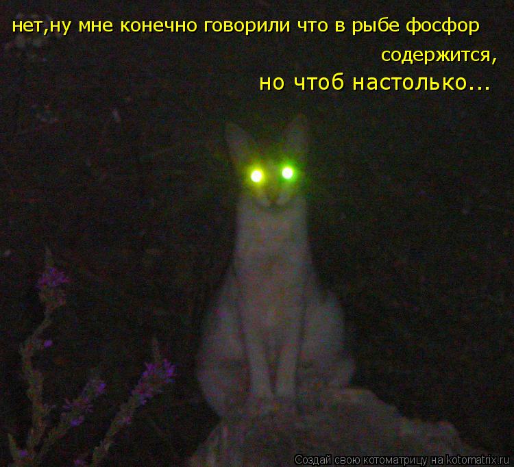 Котоматрица: нет,ну мне конечно говорили что в рыбе фосфор  содержится,  но чтоб настолько...