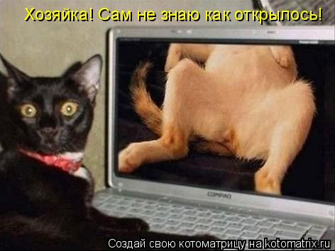 Котоматрица: Хозяйка! Сам не знаю как открылось!