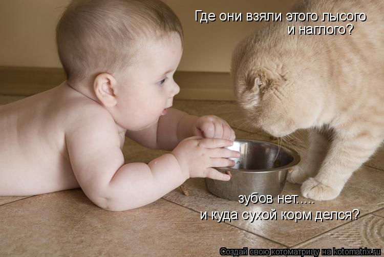 Котоматрица: Где они взяли этого лысого и наглого? зубов нет..... и куда сухой корм делся?