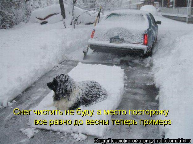 Котоматрица: Снег чистить не буду, а место посторожу все равно до весны теперь примерз