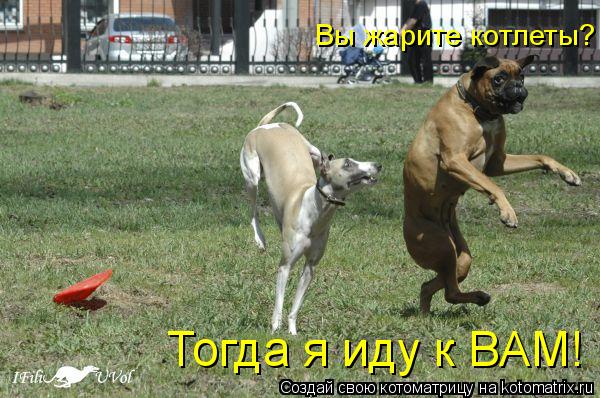 Котоматрица: Вы жарите котлеты? Тогда я иду к ВАМ!