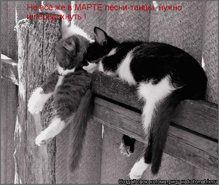 Котоматрица: Не всё же в МАРТЕ песни-танцы, нужно  и передохнуть !