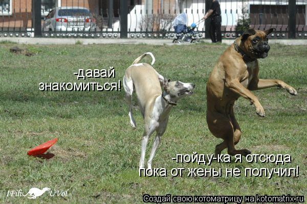 -давай знакомиться! -пойду-ка я отсюда пока от жены не получил!... Котоматрица: -давай знакомиться! -пойду-ка я отсюда пока от жены не получил!
