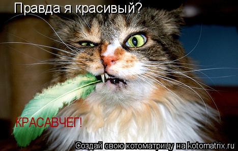 Котоматрица: Правда я красивый? КРАСАВЧЕГ!