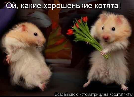 Котоматрица: Ой, какие хорошенькие котята!