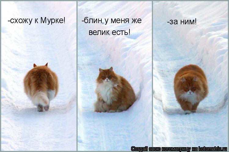 -блин,у меня же велик есть! -схожу к Мурке! -за ним!... Котоматрица: -блин,у меня же велик есть! -схожу к Мурке! -за ним!