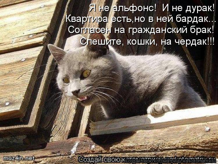 Я не альфонс! И не дурак! Квартира есть,но в ней бардак... Согласен на гражданский брак! Спешите, ко... Котоматрица: Я не альфонс! И не дурак! Квартира есть,но в ней бардак... Согласен на гражданский брак! Спешите, кошки, на чердак!!!